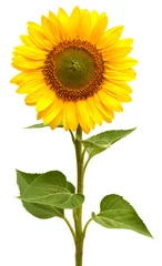 Poster Sunflower © Ian 2010