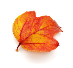 Red leaf viburnum