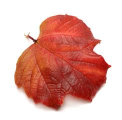 Red leaf viburnum