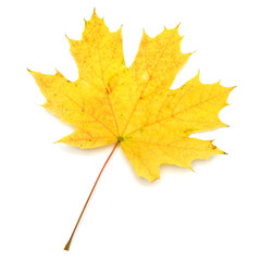 Yellow leaf
