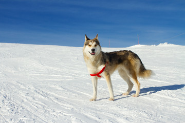 Fototapeta na wymiar husky dog in the snow