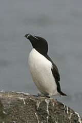 Razorbill, Alca torda
