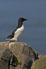 Razorbill, Alca torda