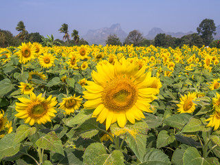 Sunflower field in Lopburi, Thailand