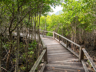 Pathway in the forest mangrove