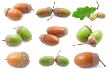 Acorns