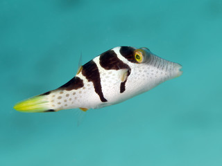 Valentin's sharpnose puffer © dynamofoto