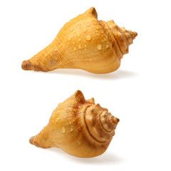 seashell isolated