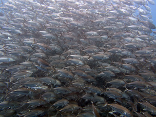 Giant trevally