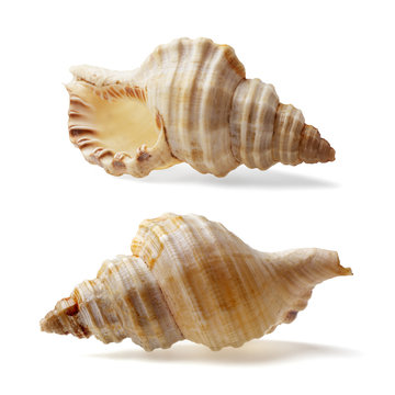 seashell isolated