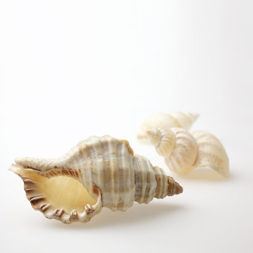 seashells on white