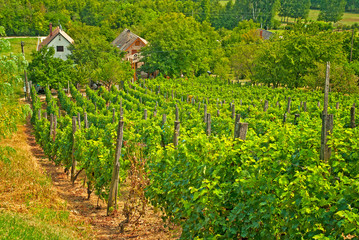Fototapeta na wymiar Beautiful Vineyard in Tuscany
