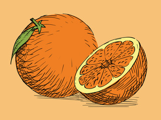 hand drawn citrus orange
