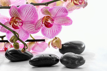 Obraz na płótnie Canvas Różowa orchidea i zen kamienie na białym tle