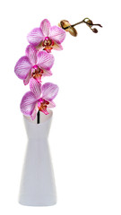 Blooming orchid isolated on white background
