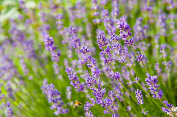 Fototapeta premium Lavender