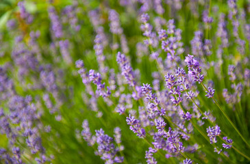 Obraz premium Lavender