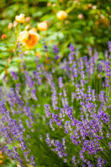 Lavender