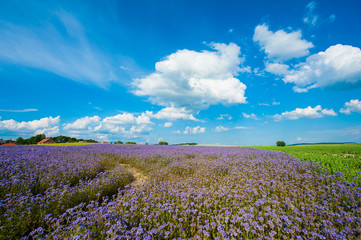 Fototapeta premium Lacy phacelia field