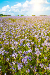 Lacy phacelia field