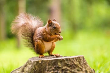 Foto auf Acrylglas squirrel eats a nut © jurra8