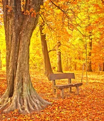 Photo sur Plexiglas Automne Nice autumnal scene