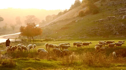 Tuinposter Herder hoedt schapen bij zonsopgang over de wei © onneur