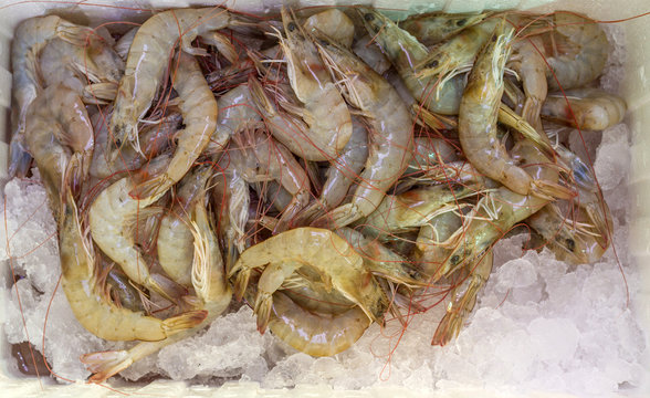 Raw shrimp in foam box