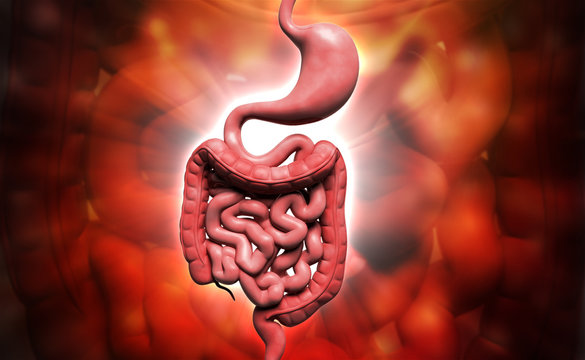 human digestive system