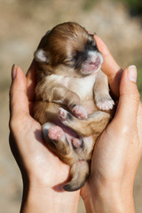 pomeranian dog.closeup portrait pomeranian dog.
