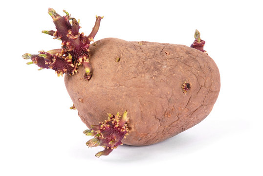 Sprouting Potato