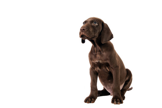 German shorthaired pointer