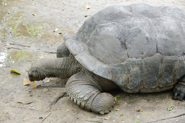 Tortoise in a zooa
