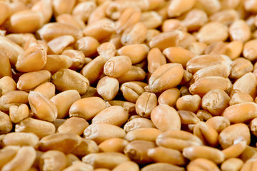 Getreidekörner vom Weizen