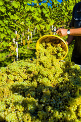 Weinlese im Weingarten
