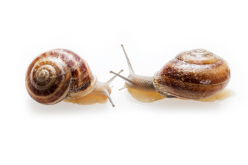 Snails