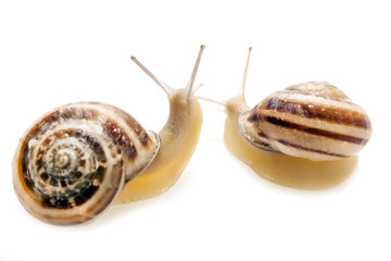 Snails