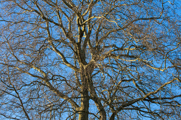 Tree in the winter treetop no leafs and clear blue sky.