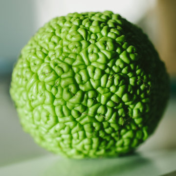 Osage Orange on a table