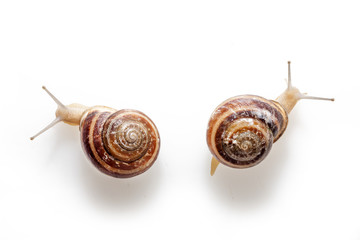 Snails