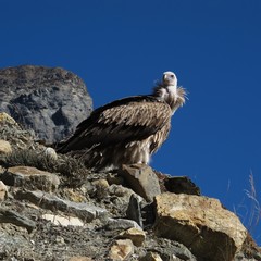 Fototapeta premium White-Rumped Vulture, rare bird in Nepal