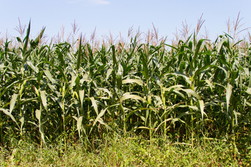 Obraz premium corn fields