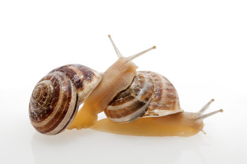 Snails
