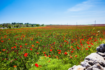 Poppy landscape
