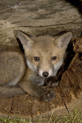 Red fox, Vulpes vulpes