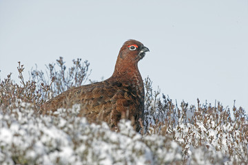 Red grouse, Lagopus lagopus