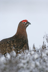 Red grouse, Lagopus lagopus