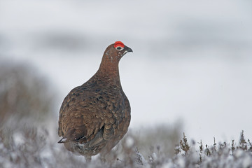 Red grouse, Lagopus lagopus