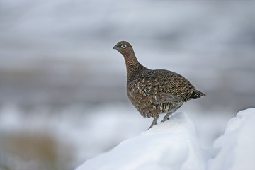 Red grouse, Lagopus lagopus