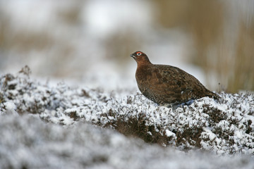 Red grouse, Lagopus lagopus